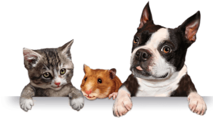 Pisică hamster bulldog banner