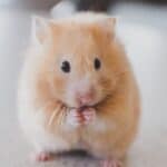 Îngrijirea hamsterilor, hamster