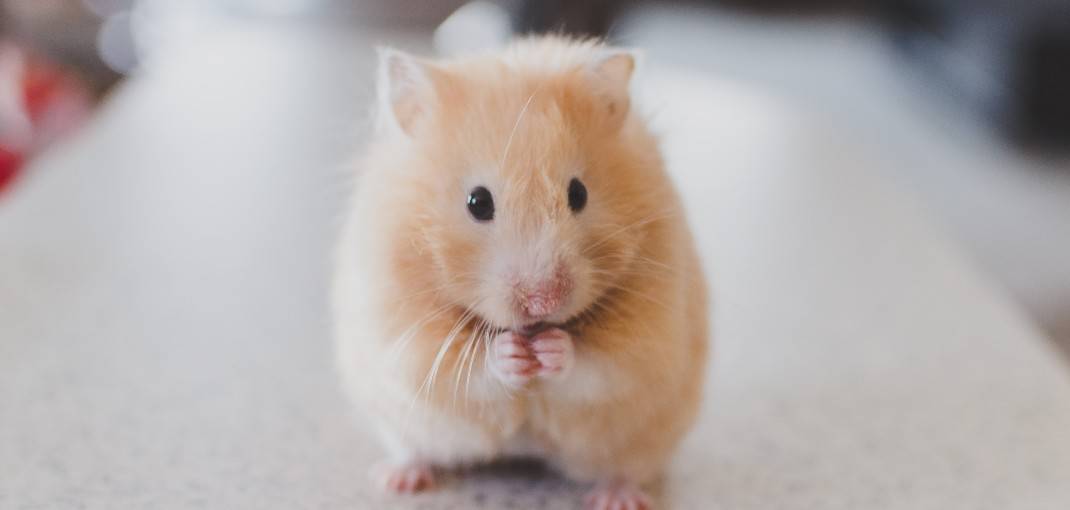 Îngrijirea hamsterilor, hamster