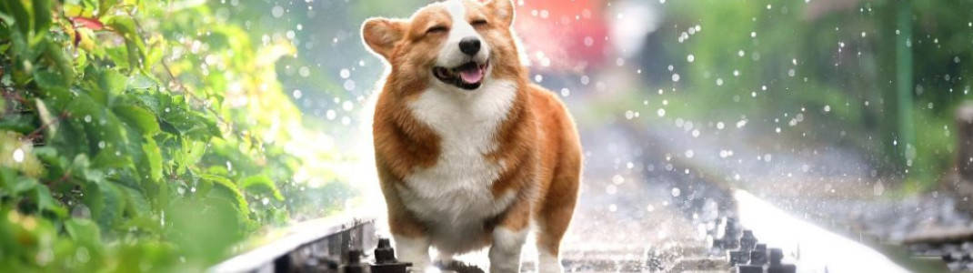 Câine corgi 