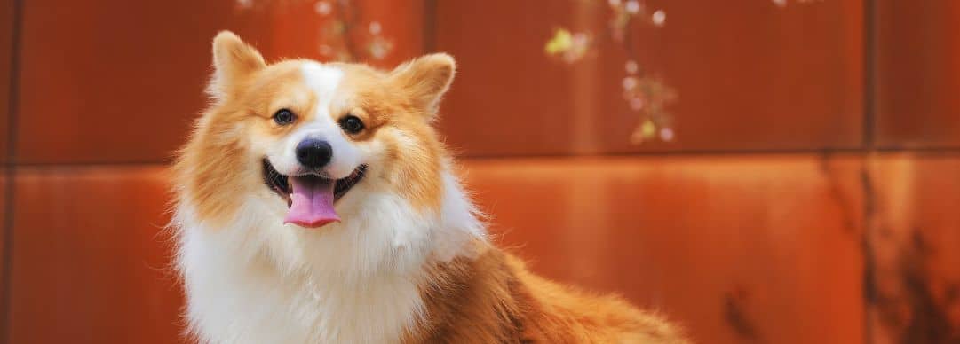 Corgi