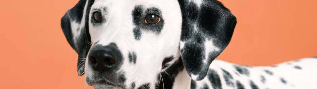 Dalmatian