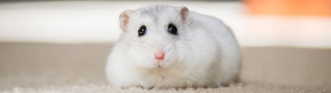 Hamster