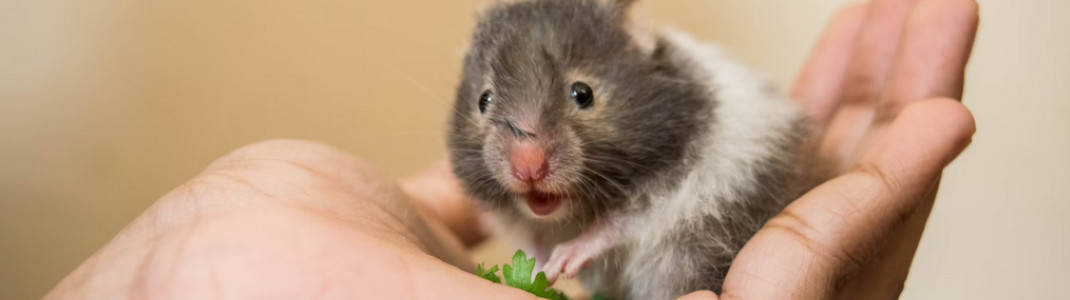 Hamsteri