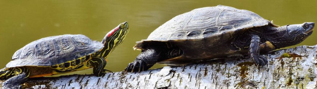 Hrană și accesorii broaște țestoase