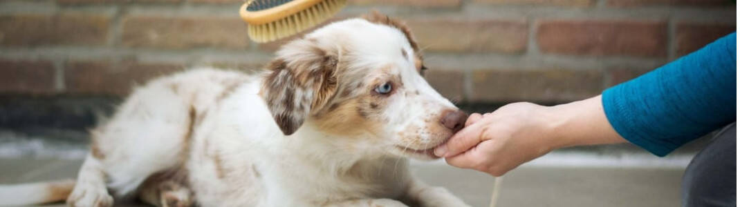 Igiena și sănătatea câinelui 