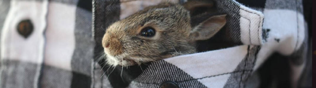 Igiena și îngrijirea animalelor mici