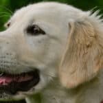 3 februarie, Ziua Internațională a rasei Golden Retriever