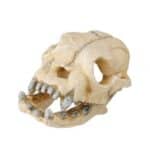 Decor Laroy Group pentru acvariu sau terariu, în formă de craniu, 7-10 cm, diverse modele
