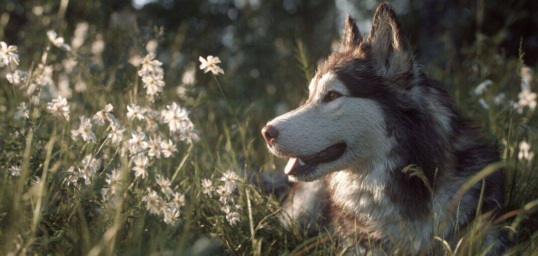 câine husky în iarbă