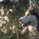 câine husky în iarbă