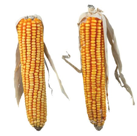 Trixie știuleți de porumb pentru rozătoare, 2 bucăți/250 g