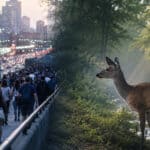 Animalele sunt influențate de oameni mai mult decât se credea