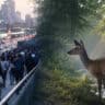 Animalele sunt influențate de oameni mai mult decât se credea