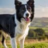 Un câine din rasa Border Collie