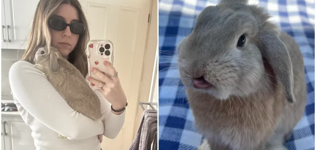 Iepurașul Dobbie este vedetă în Australia