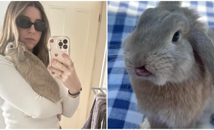 Iepurașul Dobbie este vedetă în Australia