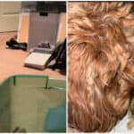 O cățelușă a adoptat un pui de iepure