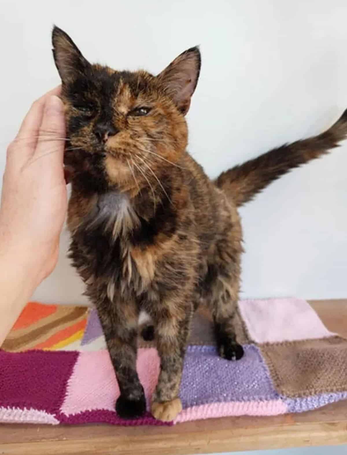 Flossie se apropie de 31 de ani pisicești