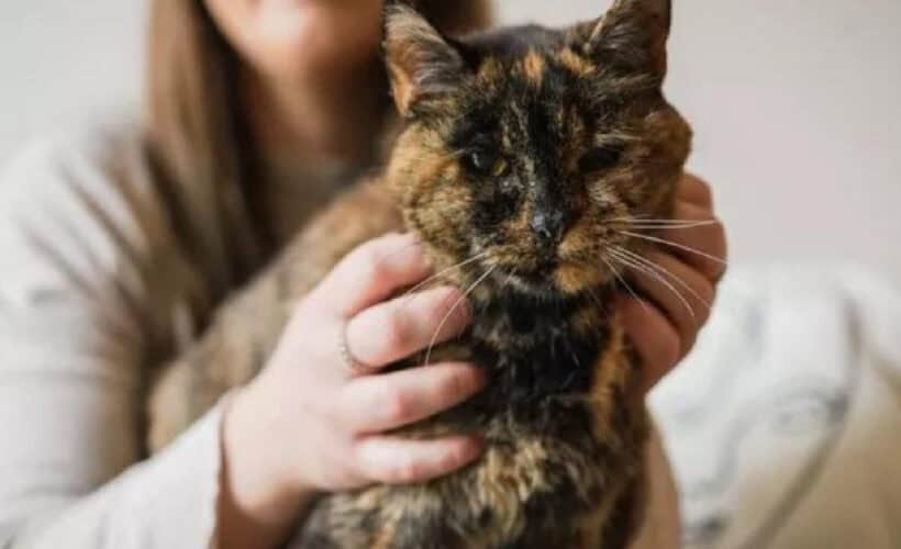 Flossie, pisica de 31 de ani omenești