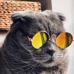 Pisică haioasă cu ochelari de soare